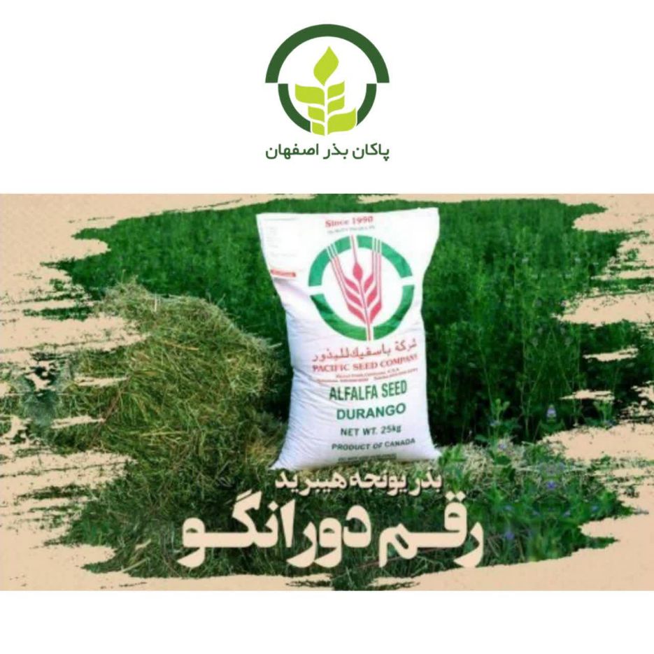 بذر یونجه دورانگو رسید