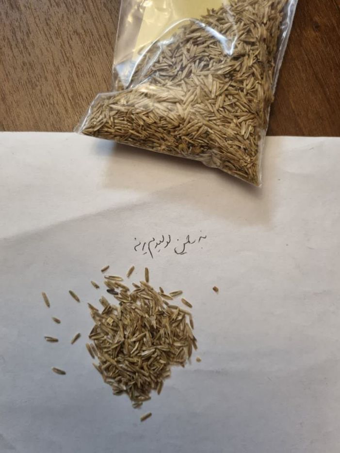 چمن ایرانی با  رقم lolium perenne یا چمن یارندی را از پاکان بذر اصفهان بخواهید