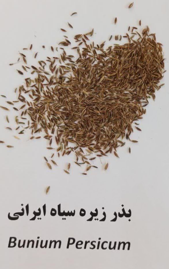 بذر زیره سیاه ایرانی